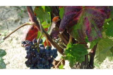 Emergenza Flavescenza dorata della vite