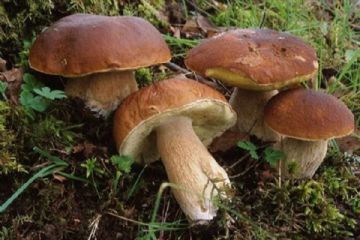 Autunno 2025 - Consulenza micologica gratuita per il riconoscimento dei funghi epigei freschi e per la loro venidta al dettaglio.