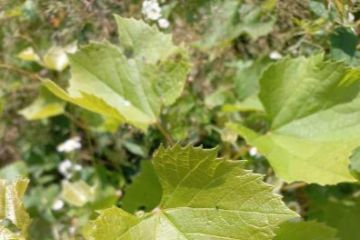 Foglie verdi di vite con segni di ingiallimento dovuto alla flavescenza dorata
