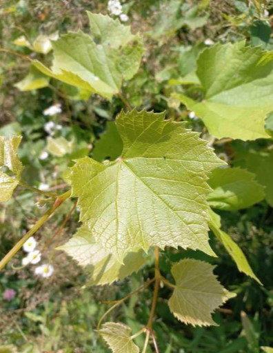 Foglie verdi di vite con segni di ingiallimento dovuto alla flavescenza dorata