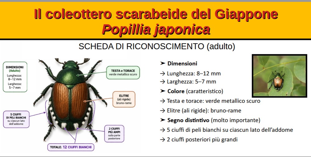 infografica informativa dedicata al coleottero scarabeide giapponese Popillia japonica nella fase adulta. Al centro è raffigurato un esemplare visto dall’alto: testa e torace di colore verde metallico scuro, elitre (ali rigide) bruno-rame. L’insetto misura circa 8–12 mm di lunghezza e 5–7 mm di larghezza. Sono evidenziati i principali elementi distintivi: cinque ciuffi di peli bianchi su ciascun lato dell’addome e due ciuffi bianchi più grandi nella parte posteriore, per un totale di dodici ciuffi bianchi. A destra è presente una fotografia dell’insetto posato su una foglia e un elenco riepilogativo delle caratteristiche di riconoscimento. Il titolo in alto recita: “Il coleottero scarabeide del Giappone – Popillia japonica”.